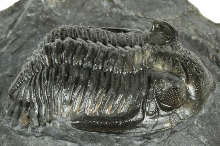 Detailed Hollardops Trilobite Fossil - Ofaten, Morocco #323702